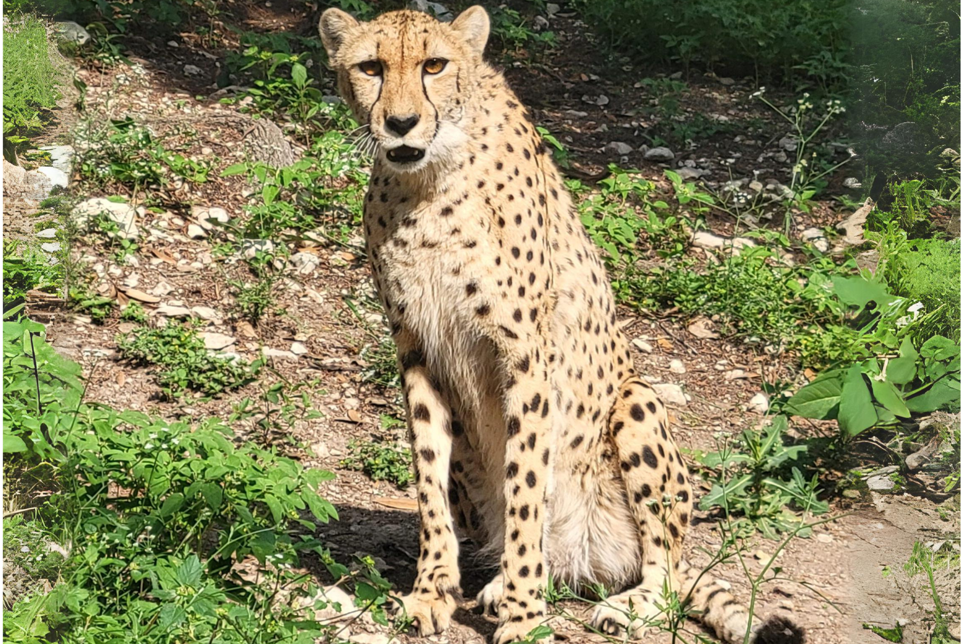 Austin Zoo
